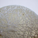 2009sp_03