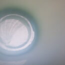 GLfk_121